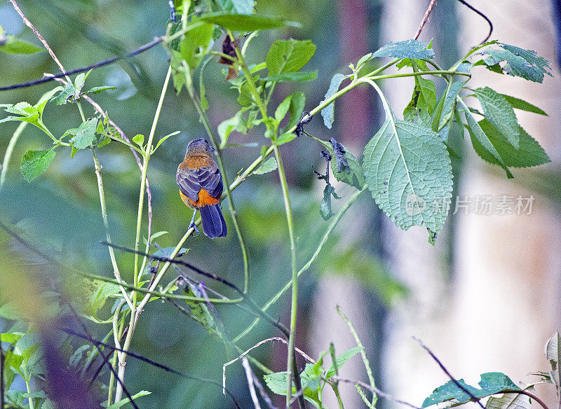 深红支持的Tanager, Uvita，哥斯达黎加